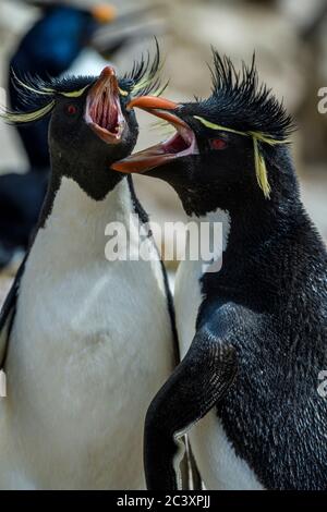 Südliche Steintrichter Pinguin (Eudytes chrysocome) vocalising adult, Cape Bougainville, East Falkland, Falkland Islands Stockfoto
