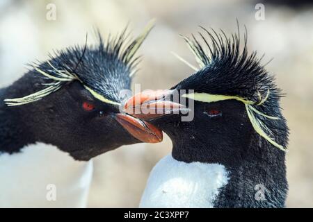 Südliche Steintrichter Pinguin (Eudytes chrysocome) gegenseitige Vererbung durch Erwachsene, Cape Bougainville, East Falkland, Falkland Islands Stockfoto