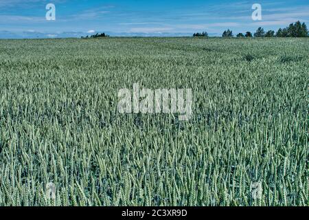 Feld der Reifung Winter Roggen an einem sonnigen Sommertag Stockfoto