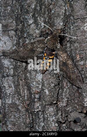 Carolina Sphinx Moth Stockfoto