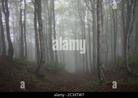 Wald von Buchen umgeben von Vegetation und dichten Bergnebel in der Landschaft der toskana Stockfoto