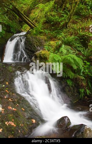 Shepperds Dell Falls in der Columbia River Gorge, Greater Portland Region, Oregon, USA Stockfoto