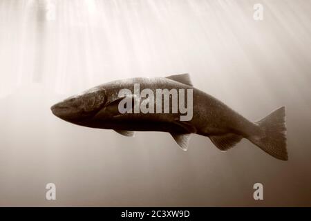 Lachs in der Fischtreppe, Bonneville Dam & Schlösser in den Columbia River Gorge, Großraum Portland, Oregon, USA Stockfoto