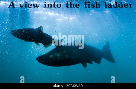 Lachs in der Fischtreppe, Bonneville Dam & Schlösser in den Columbia River Gorge, Großraum Portland, Oregon, USA Stockfoto