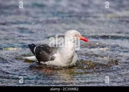 Delfinmöwe (Leucophaeus scoresbii) Baden für Erwachsene, Saunders Island, West Falkland, Falkland Islands Stockfoto