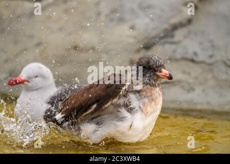 Delfinmöwe (Leucophaeus scoresbii) Juvenile Baden, Saunders Island, West Falkland, Falkland Islands Stockfoto