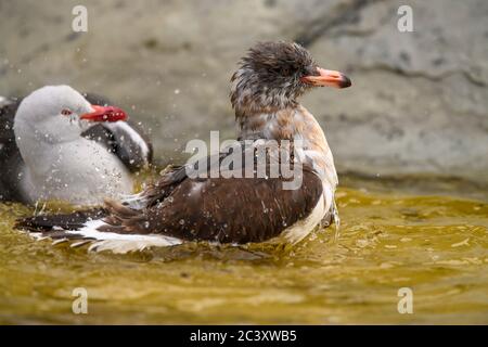 Delfinmöwe (Leucophaeus scoresbii) Juvenile Baden, Saunders Island, West Falkland, Falkland Islands Stockfoto