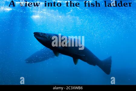 Lachs in der Fischtreppe, Bonneville Dam & Schlösser in den Columbia River Gorge, Großraum Portland, Oregon, USA Stockfoto