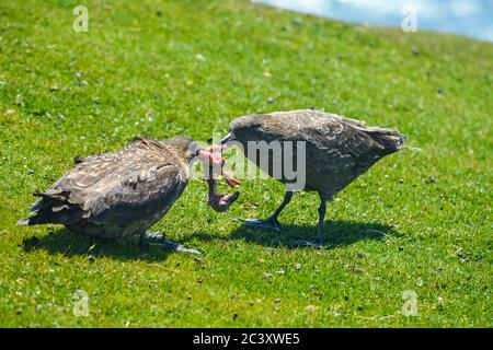 Braune Skua (Stercorarius antarcticus), die ein Albatrossküken fressen, Saunders Island, West Falkland, Falkland Islands Stockfoto