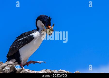 King Cormorant (Phalacrocorax atriceps), Cape Bougainville, East Falkland, Falkland Islands Stockfoto