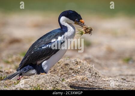 King Cormorant (Phalacrocorax atriceps), Cape Bougainville, East Falkland, Falkland Islands Stockfoto