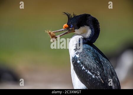 King Cormorant (Phalacrocorax atriceps), Cape Bougainville, East Falkland, Falkland Islands Stockfoto