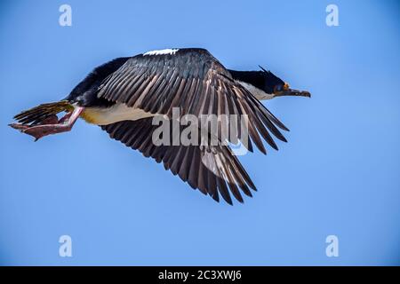 King Cormorant (Phalacrocorax atriceps), Cape Bougainville, East Falkland, Falkland Islands Stockfoto