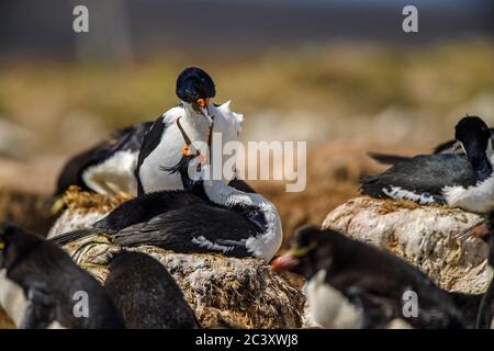 King Cormorant (Phalacrocorax atriceps), Cape Bougainville, East Falkland, Falkland Islands Stockfoto