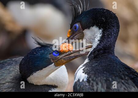 King Cormorant (Phalacrocorax atriceps), Cape Bougainville, East Falkland, Falkland Islands Stockfoto