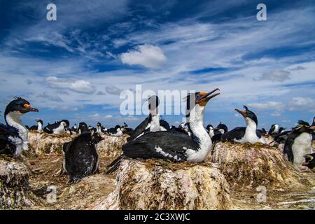 King Cormorant (Phalacrocorax atriceps), Cape Bougainville, East Falkland, Falkland Islands Stockfoto