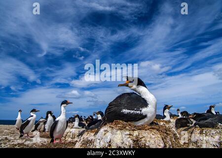 King Cormorant (Phalacrocorax atriceps), Cape Bougainville, East Falkland, Falkland Islands Stockfoto