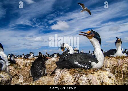 King Cormorant (Phalacrocorax atriceps), Cape Bougainville, East Falkland, Falkland Islands Stockfoto