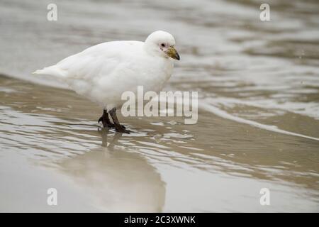 Schneewatschakel (Chionis albus), Saunders Island, West Falkland, Falkland Islands Stockfoto