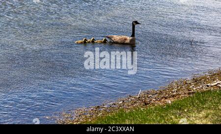 Eine Mutter Canada Goose führt ihre Gänse im Wasser schwimmen. Stockfoto