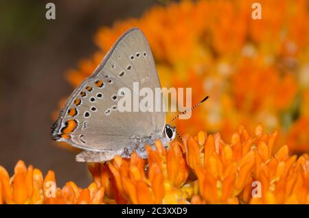 Coral Hairstreak, Satyrium Titus, nectaring von orange Seidenpflanze, Asclepias tuberosa Stockfoto