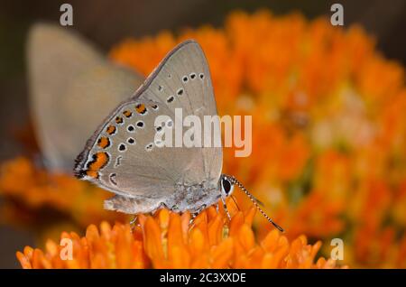 Coral Hairstreak, Satyrium Titus, nectaring von orange Seidenpflanze, Asclepias tuberosa Stockfoto