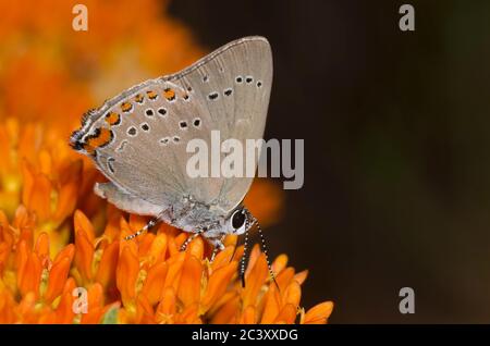 Coral Hairstreak, Satyrium Titus, nectaring von orange Seidenpflanze, Asclepias tuberosa Stockfoto