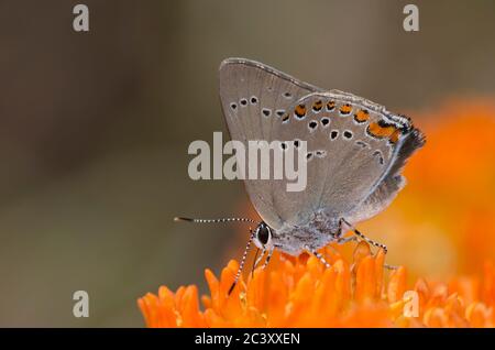 Coral Hairstreak, Satyrium Titus, nectaring von orange Seidenpflanze, Asclepias tuberosa Stockfoto