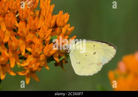 Little Yellow, Pyrisitia lisa, Nektarierung aus Orangenmilchkraut, Asclepias tuberosa Stockfoto