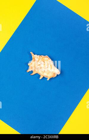 Orangefarbene Muschel auf blauem und gelbem Hintergrund Stockfoto