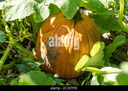 Leuchtend orange Kürbisse in Kürbis Patch bereit für Halloween und Thanksgiving Dekorationen gepflückt werden. Stockfoto
