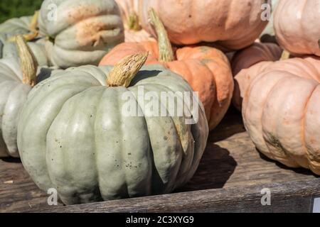 Fun grünen Kürbis bereit, für Halloween und Thanksgiving Weihnachtsdekorationen gepflückt werden. Stockfoto