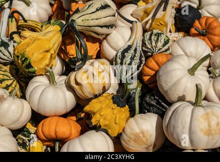 Bunte Kürbisse und Kürbisse auf dem Farmer's Market Stockfoto