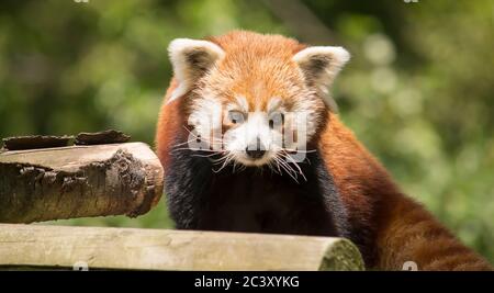 Roter Panda auf Baumstämmen in der Natur sitzend. Stockfoto
