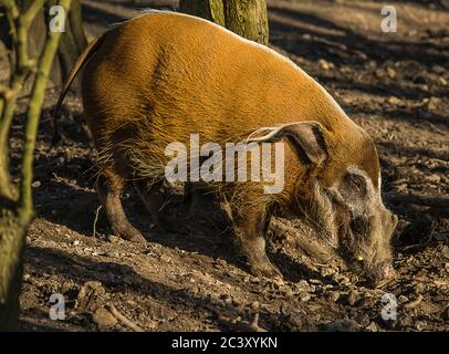 Bild von einer Red-River-Schwein Nahrungssuche im Boden. Stockfoto