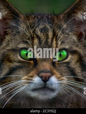 Nahaufnahme Porträt einer schottischen Wildkatze mit grünen Augen. Stockfoto