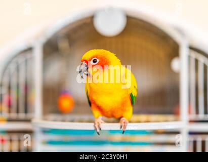 Farbenfroher Pet Papagei mit gelben, orange, grünen und roten Federn. Stockfoto