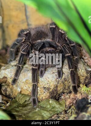 Große haarige Tarantula auf einem kleinen Felsen sitzend. Stockfoto