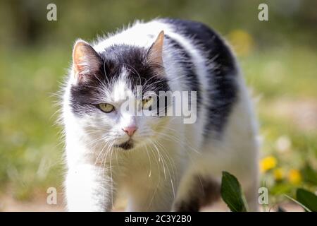 Weiß-Schwarz Katze Nahaufnahme Porträt im Garten Stockfoto