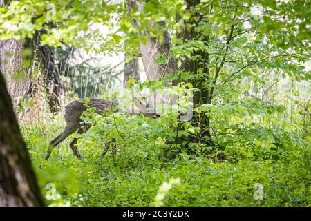 Europäische Rehe (Capreolus capreolus) im Wald Stockfoto