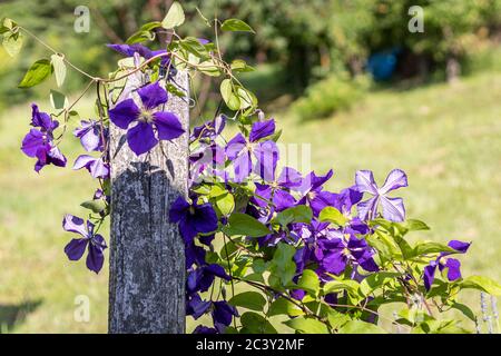 Clematis x jackmanii im Garten Stockfoto