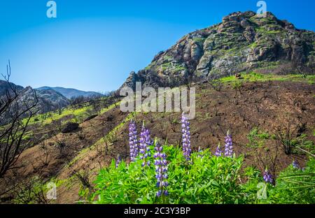 Blick auf einen Hügel mit verbrannten Bäumen im Malibu Creek State Park nach dem Woolsey-Feuer von 2018 in den Santa Monica Mountains, Frühjahr 2019 Stockfoto