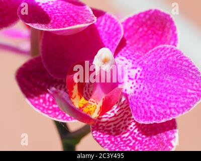 Magenta Miniatur Orchidee Nahaufnahme Stockfoto