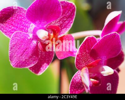 Magenta Miniatur Orchidee Nahaufnahme Stockfoto