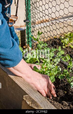 Frau, die im Frühjahr in Issaquah, Washington, USA, Setzlinge in einen Hochbeet-Gemüsegarten pflanzt Stockfoto