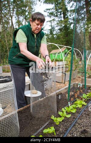 Frau, die im Frühjahr in Issaquah, Washington, USA, neu gepflanzte Saatkartoffeln in einem Kartoffelkäfig mit Erde bedeckt. Zoll Stockfoto