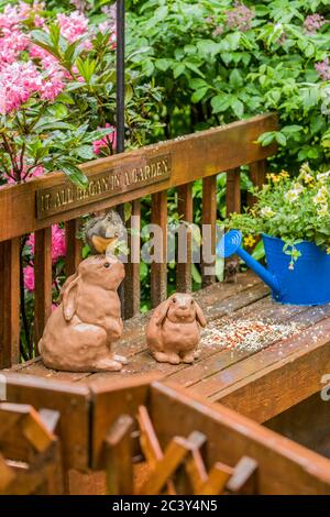 Douglas' Eichhörnchen, das Erdnüsse isst, während es im Regen auf einer Kaninchenstatue sitzt, in Issaquah, Washington, USA. Pflanzen eines Rhododendron Busch neben Stockfoto