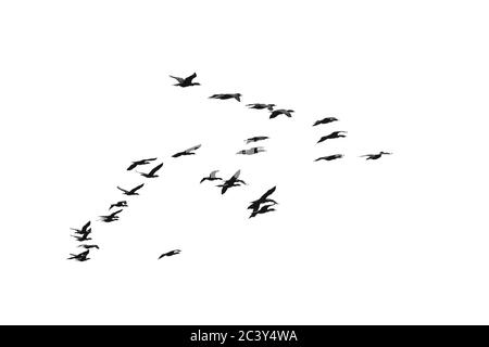 Eine Herde von Doppelkrebse Kormoran (Phalacrocorax auritus) Seevögeln fliegen über einem bewaldeten Rand des Wassers Stockfoto