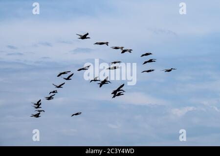 Eine Herde von Doppelkrebse Kormoran (Phalacrocorax auritus) Seevögeln fliegen über einem bewaldeten Rand des Wassers Stockfoto