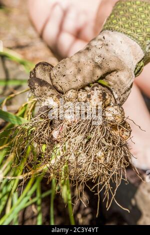 Frau hält frisch geernteten Knoblauch in einem Garten in Issaquah, Washington, USA. Wann Knoblauch zu ernten ist ein Urteil Anruf, aber im Grunde ist es bereit Stockfoto